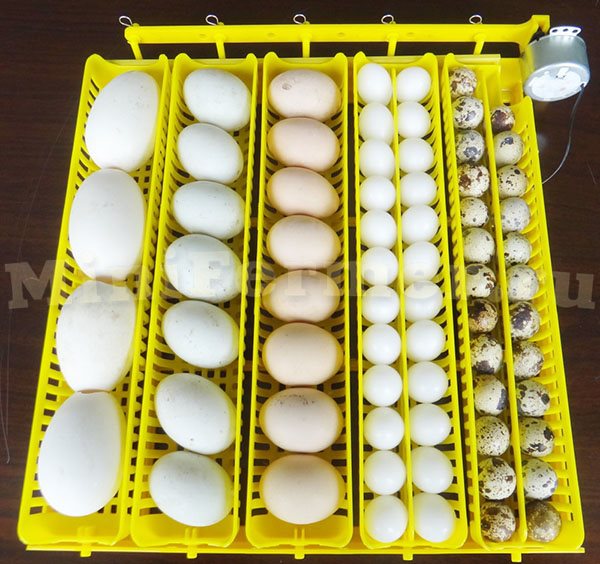 Лотки для яиц в инкубатор