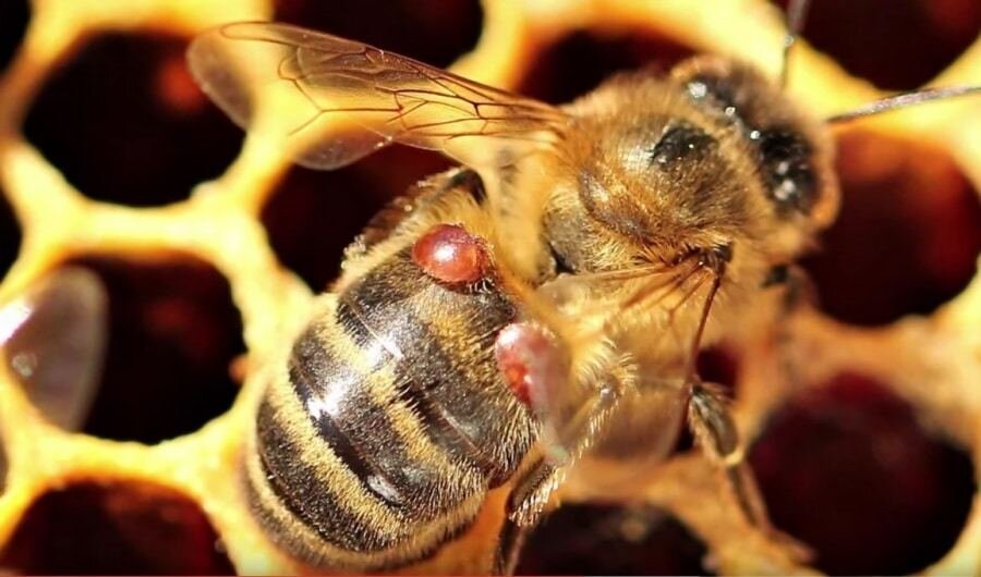 Варроатоз пчел - как предотвратить появление и уничтожить паразитов. - фото pic_2ab3ae791a86ec68374ceb561a8791f9_1920x9000_1.jpg