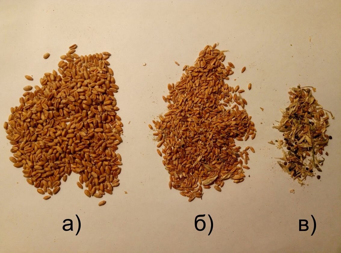 Сорная примесь в пшенице. Примеси пшеницы. Примеси пшеницы. Сорная примесь зерна. Пшеница ячмень ,вика зерносмесь.