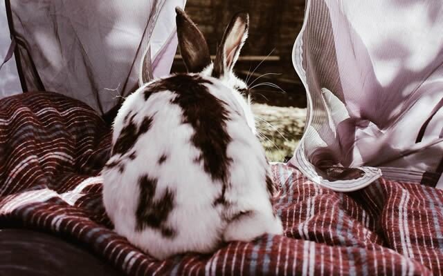 Результаты по запросу «Сколько стоит перешить шубу из кролика» в Электростали