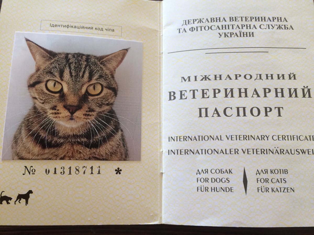 Перевозка животных по России, кошек, собак - фото pic_4ced9b3127170f33d9b6c79d707068f8_1920x9000_1.jpg