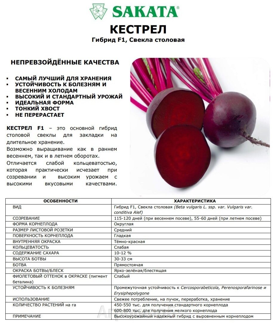 Сколько сахара содержит свекла. Витамины в свекле таблица. Питательные вещества в овощах. Ценность овощей. Сколько сахара содержит свекла.