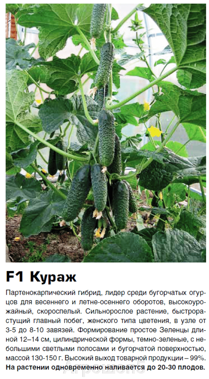 Огурцы Кураж