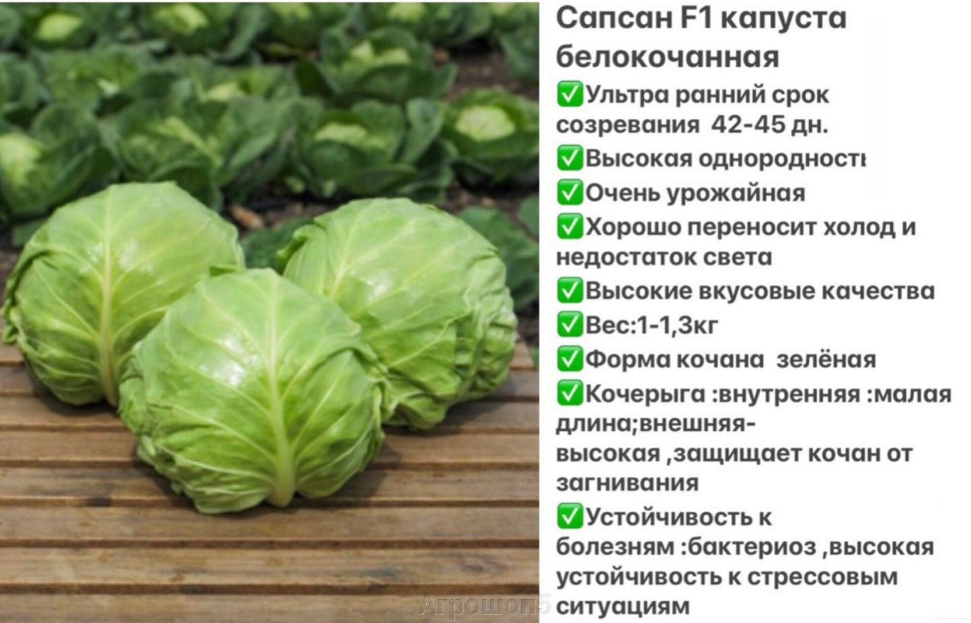капуста агрессор описание сорта фото