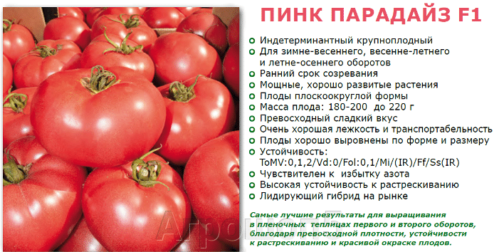 Томаты парадайз описание сорта фото отзывы