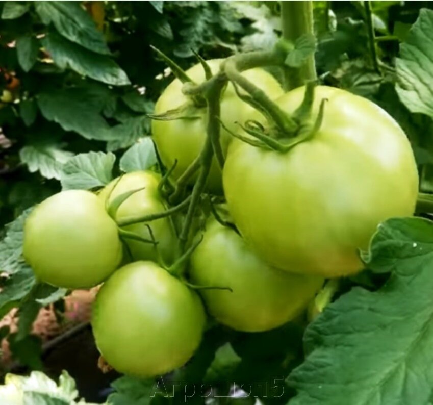 Мануза ф1. Томаты сорта мануза. Томат мануза гибрид. Мануза ф1. Мануза ф1.