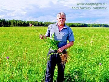Адаптогены в спорте Адаптогены в спорте