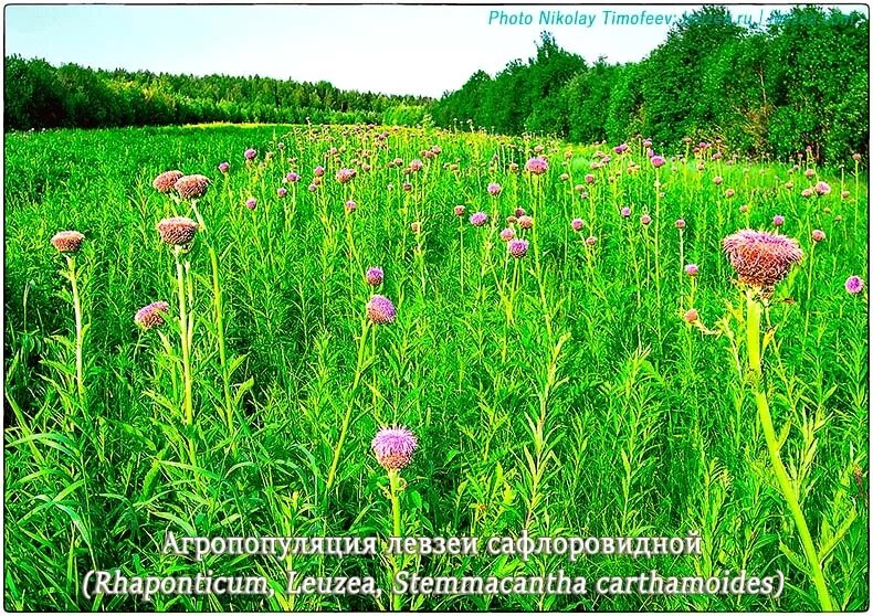 Плантация левзеи сафлоровидной для синтеза экдистерона Плантация левзеи сафлоровидной для синтеза экдистерона