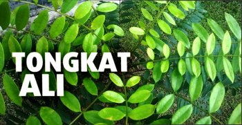 Тонгкат Али Платинум 10 капсул. Polens SDN BHD, Малайзия. Оригинал - фото Картинки по запросу потенция gif